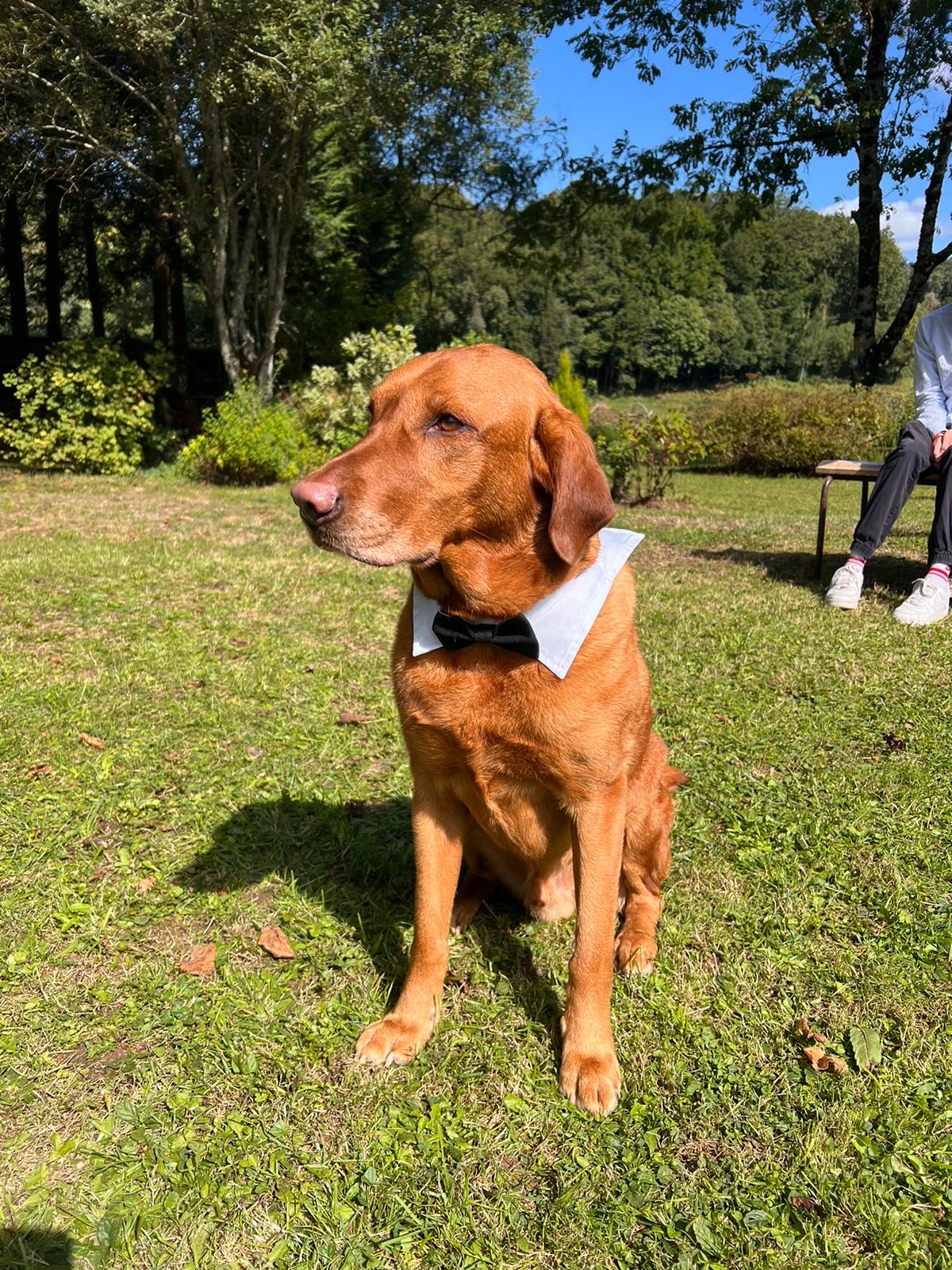 dexter at wedding